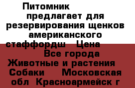Питомник KURAT GRAD предлагает для резервирования щенков американского стаффордш › Цена ­ 25 000 - Все города Животные и растения » Собаки   . Московская обл.,Красноармейск г.